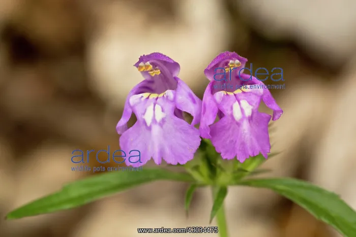 : Red Hemp-nettle, in flower rare and decreasing in UK : Red Hemp-nettle, in flower rare and decreasing in UK
