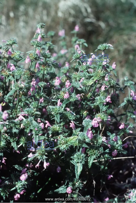 : RED-HEMP NETTLE - narrow leaf : RED-HEMP NETTLE - narrow leaf