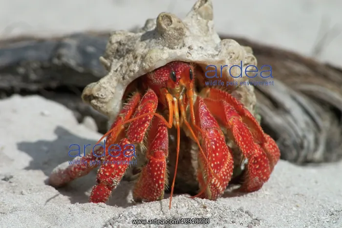 : Red Hermit Crab - Emerging from its shell : Red Hermit Crab - Emerging from its shell