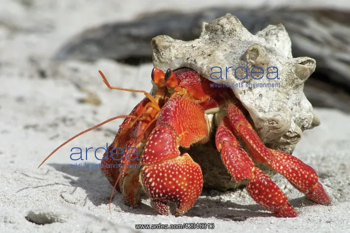 : Red Hermit Crab - Emerging from its shell : Red Hermit Crab - Emerging from its shell