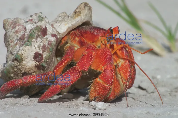 : Red Hermit Crab - Emerging from its shell : Red Hermit Crab - Emerging from its shell