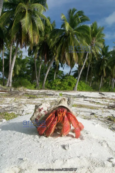 : Red Hermit Crab in its habitat, emerging from its shell : Red Hermit Crab in its habitat, emerging from its shell