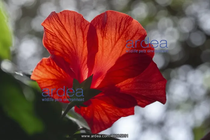  : Red Hibiscus Flower, Tenerife
