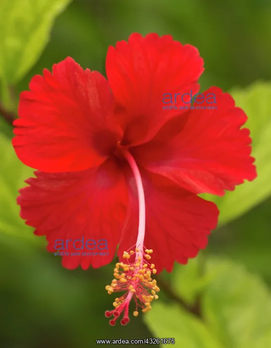 : Red hibiscus, Hibiscus rosa-sinensis, Belize : Red hibiscus, Hibiscus rosa-sinensis, Belize