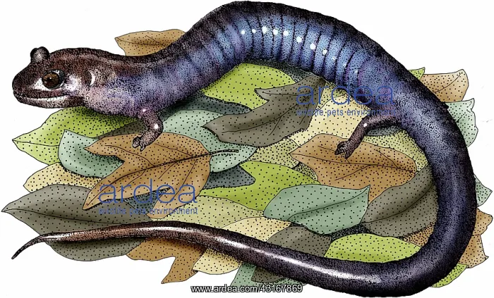 : Red hills salamander : Red hills salamander