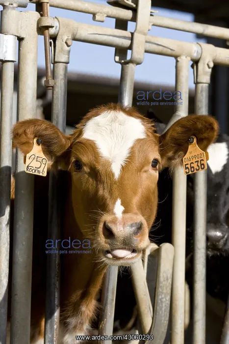 : Red Holstein calf in a feeding stall Italy : Red Holstein calf in a feeding stall Italy
