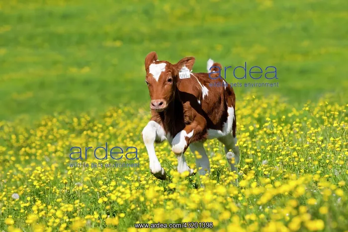 : Red Holstein Cattle, calf running across a flower : Red Holstein Cattle, calf running across a flower