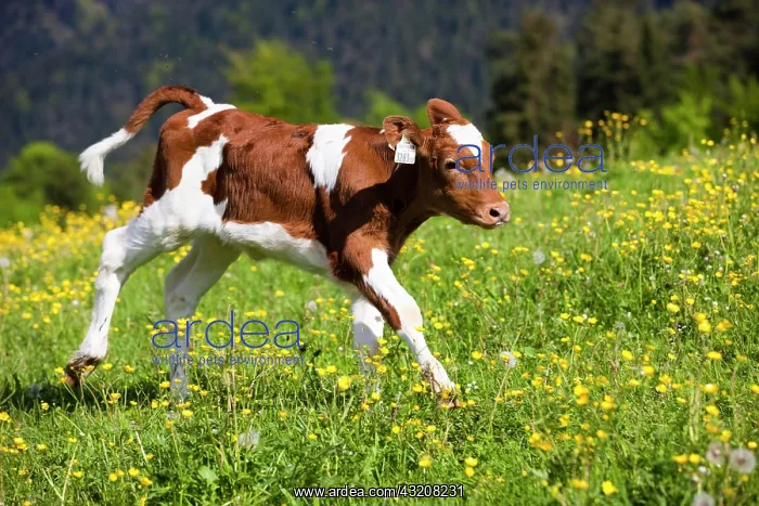 : Red Holstein Cattle, calf running across a flower : Red Holstein Cattle, calf running across a flower