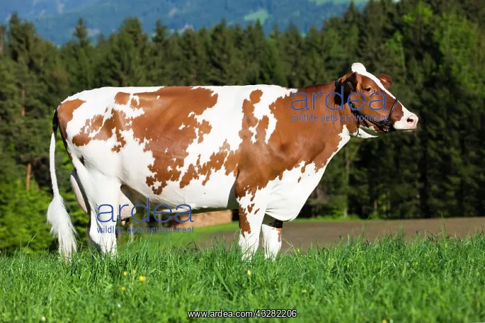 : Red Holstein Cattle, dairy cattle wearing a halter : Red Holstein Cattle, dairy cattle wearing a halter