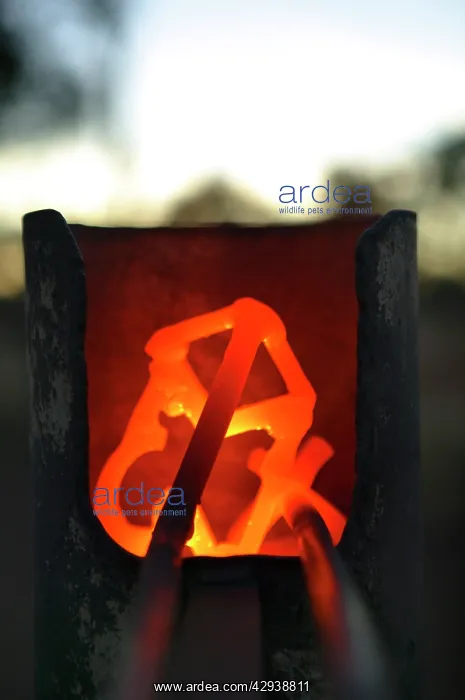 : Red hot branding iron.Brands are burnt into the : Red hot branding iron.Brands are burnt into the