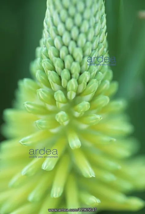: Red Hot Poker : Red Hot Poker