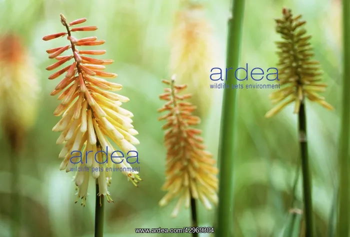 : Red Hot Poker : Red Hot Poker