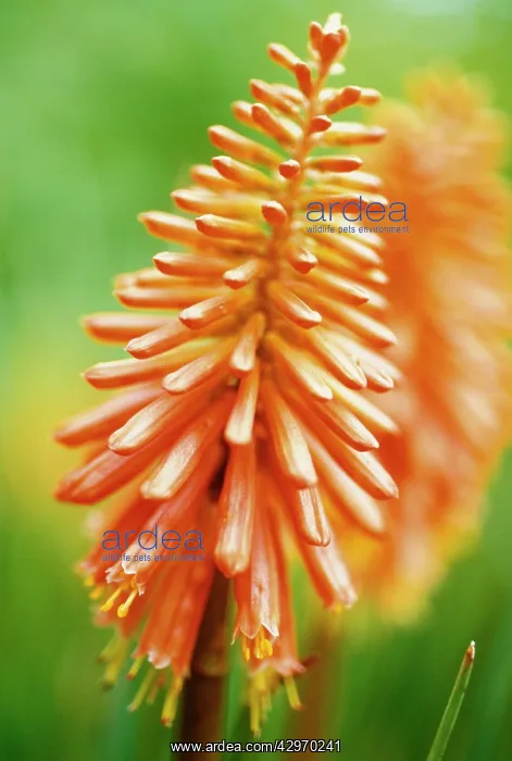 : Red Hot Poker : Red Hot Poker