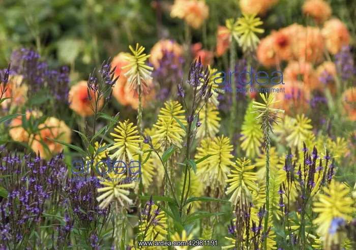  : Red hot poker