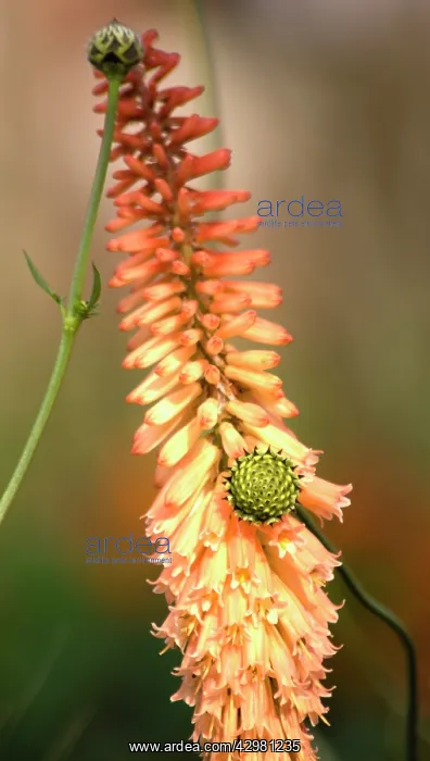 : Red hot poker : Red hot poker