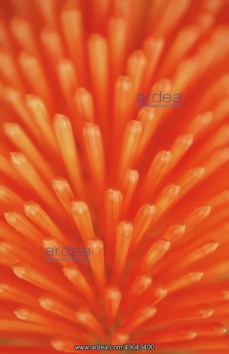 : Red Hot Poker : Red Hot Poker