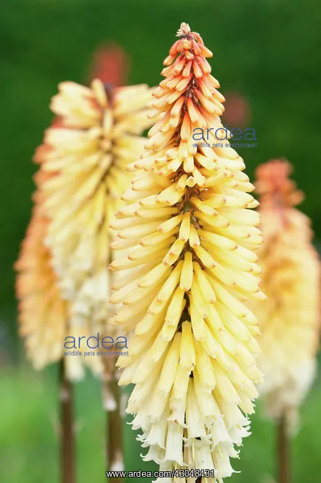: Red hot poker : Red hot poker