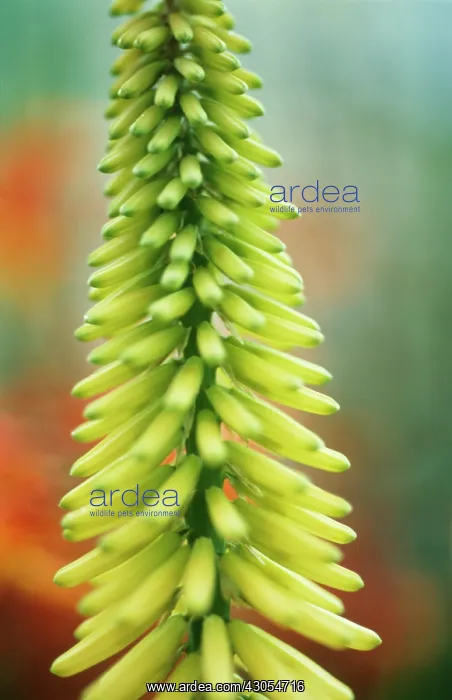 : Red Hot Poker : Red Hot Poker