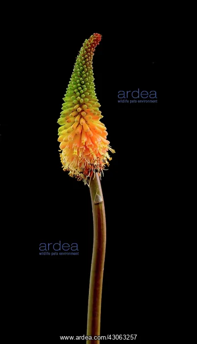  : Red hot poker