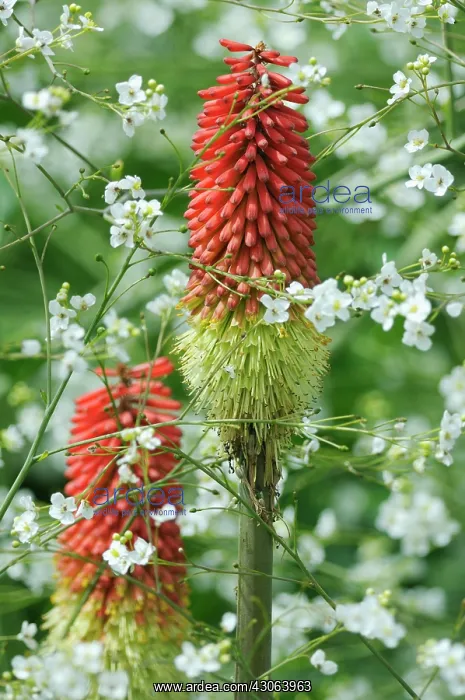 : Red Hot Poker : Red Hot Poker