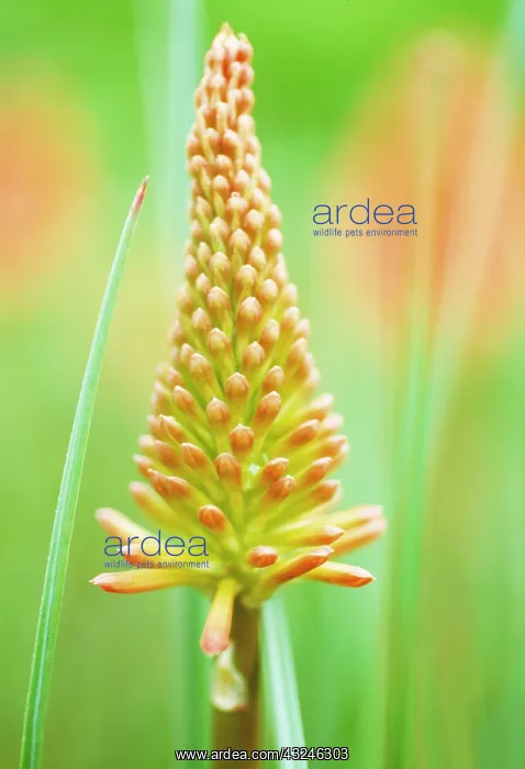 : Red hot poker : Red hot poker