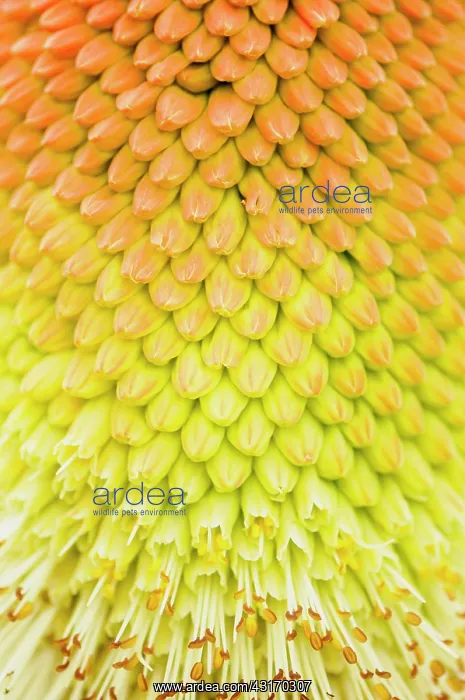  : Red hot poker, Kniphofia northiae, close up showing