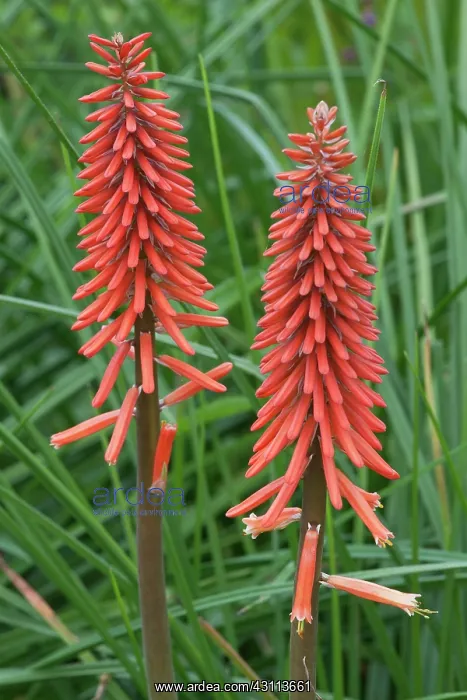 : Red hot poker, Kniphofia Samuel's sensation'. Side : Red hot poker, Kniphofia Samuel's sensation'. Side