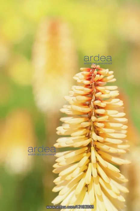 : Red hot poker, Kniphofia Tawny King, A single spire : Red hot poker, Kniphofia Tawny King, A single spire