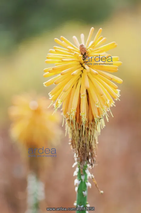 : Red hot poker, Kniphofia Yellow cheer, Close view : Red hot poker, Kniphofia Yellow cheer, Close view