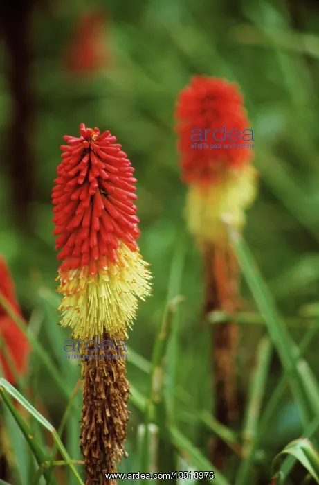 : Red hot poker, Kniphofia, Yellow subject, Green : Red hot poker, Kniphofia, Yellow subject, Green