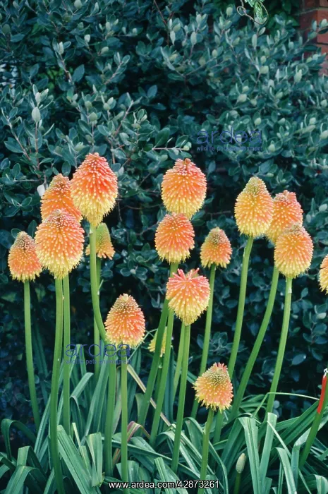 : Red Hot Poker / Torch Lily : Red Hot Poker / Torch Lily