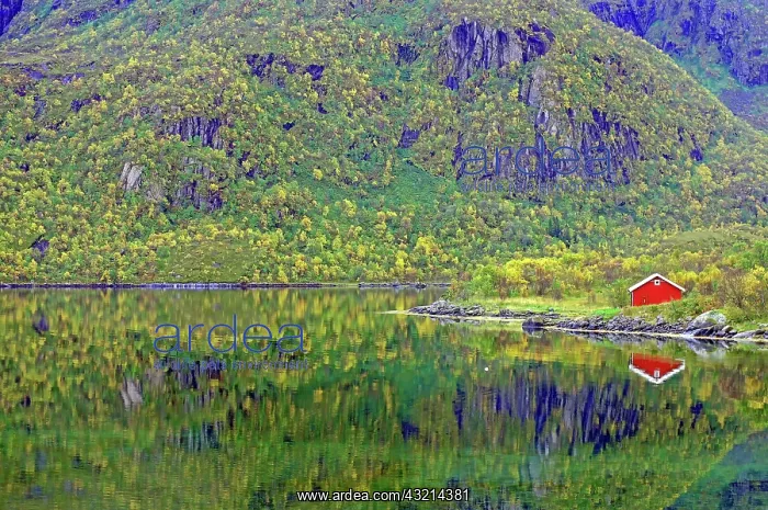 : Red house by the fjord, autumn landscape, Vagan : Red house by the fjord, autumn landscape, Vagan