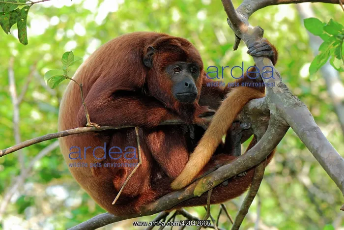 : Red Howler Monkey : Red Howler Monkey