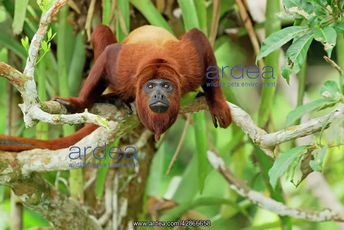 : Red Howler Monkey : Red Howler Monkey