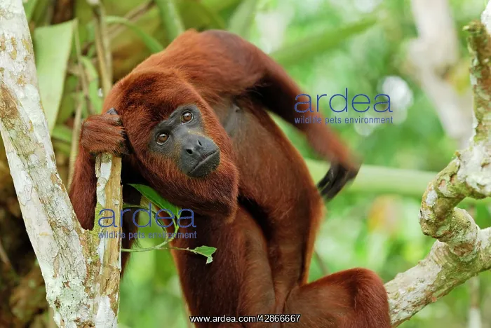 : Red Howler Monkey : Red Howler Monkey