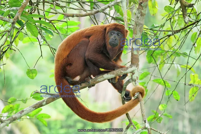 : Red Howler Monkey : Red Howler Monkey