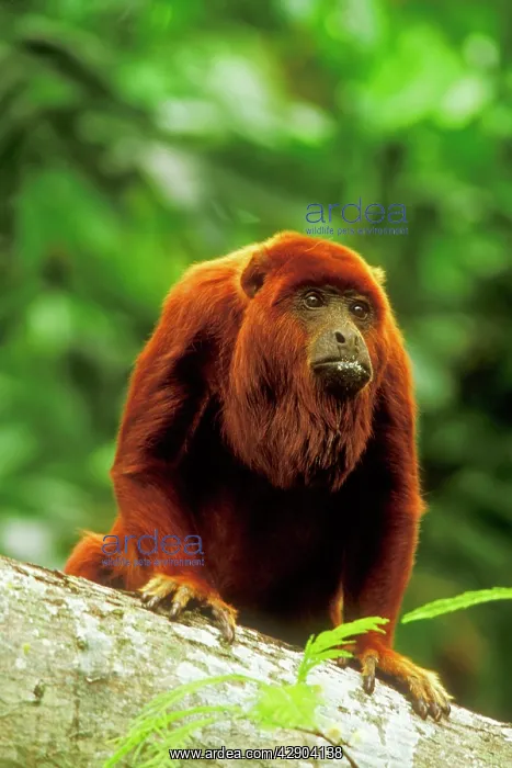 : Red Howler Monkey : Red Howler Monkey