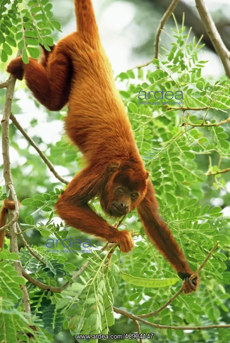 : Red Howler Monkey : Red Howler Monkey