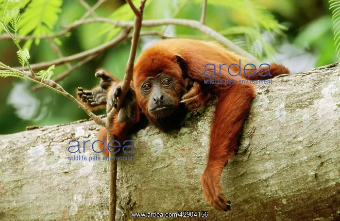 : Red Howler Monkey : Red Howler Monkey
