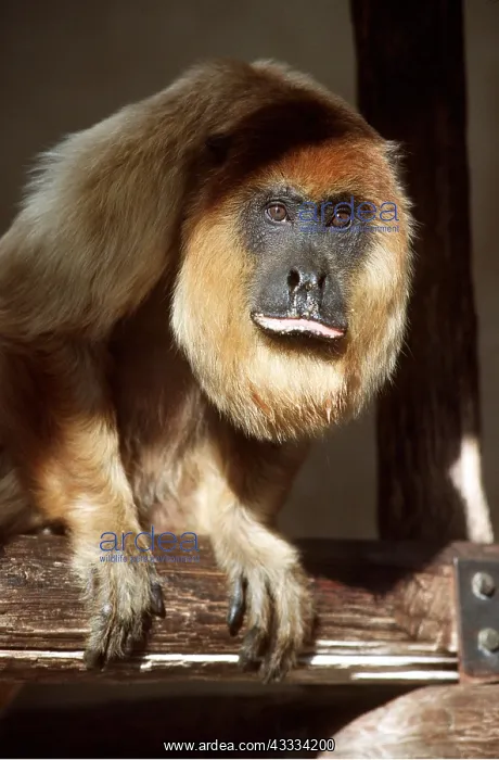 : RED HOWLER MONKEY : RED HOWLER MONKEY