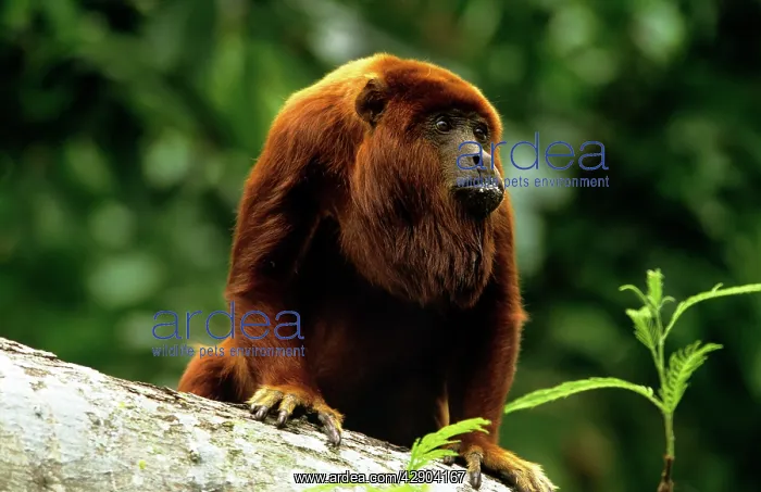 : RED HOWLER MONKEY - ON BRANCH : RED HOWLER MONKEY - ON BRANCH