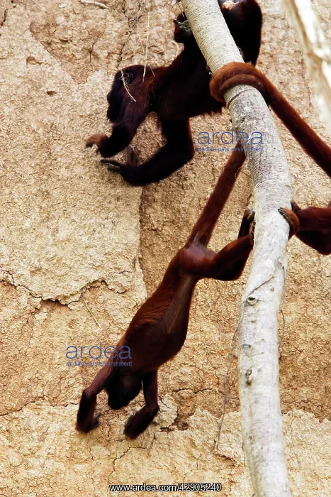 : Red Howler Monkey - eating clay : Red Howler Monkey - eating clay