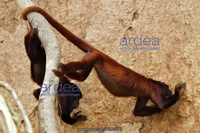 : Red Howler Monkey eating clay : Red Howler Monkey eating clay