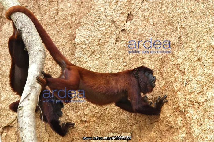  : Red Howler Monkey - eating clay