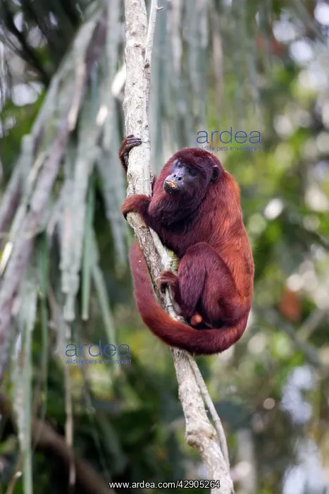 : Red Howler Monkey - eating clay : Red Howler Monkey - eating clay