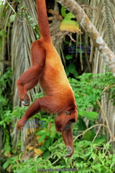 : Red Howler Monkey - hanging by tail : Red Howler Monkey - hanging by tail