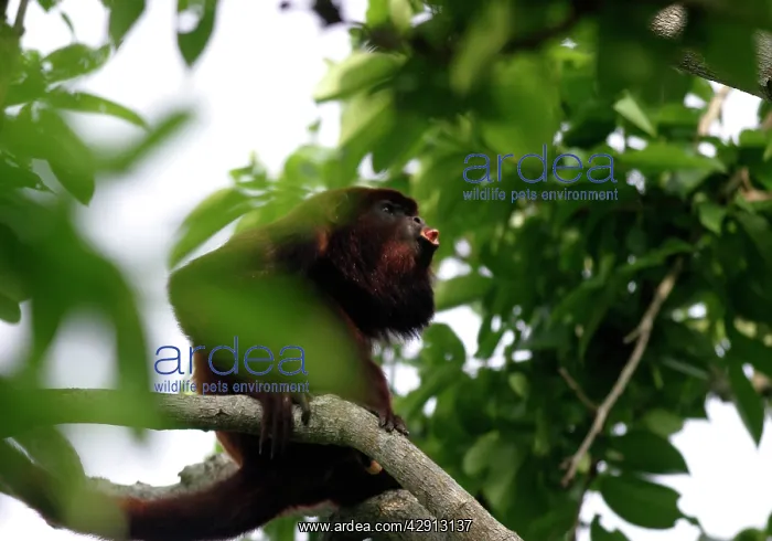 : Red Howler Monkey - Male : Red Howler Monkey - Male