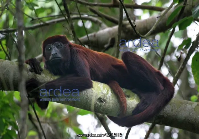 : Red Howler Monkey - Male in tree, using prehensile tail : Red Howler Monkey - Male in tree, using prehensile tail