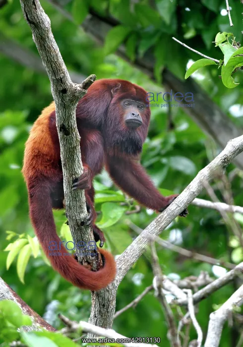 : Red Howler Monkey - Male in tree, using prehensile tail : Red Howler Monkey - Male in tree, using prehensile tail