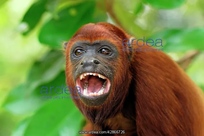 : Red Howler Monkey - with mouth open : Red Howler Monkey - with mouth open